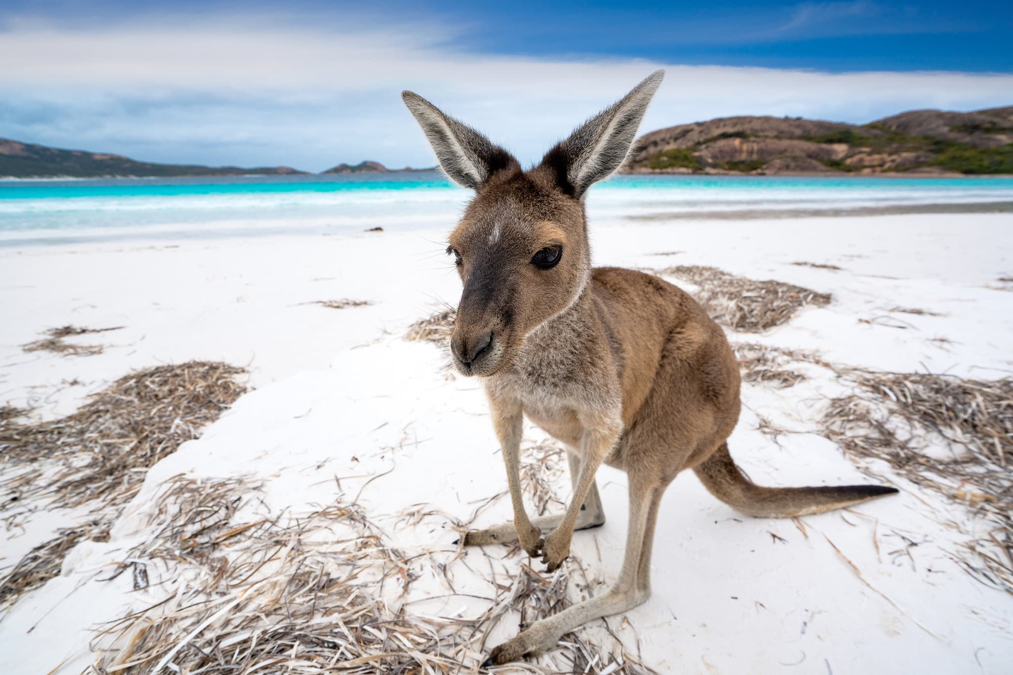 Kangaroo on white sand beach in Australia