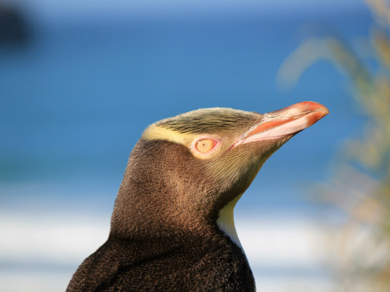12 day New Zealand kids vacation with Yellow Eyed Penguins