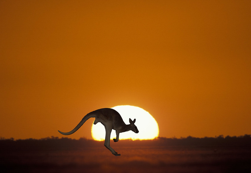 kangaroo at sunset on kangaroo island