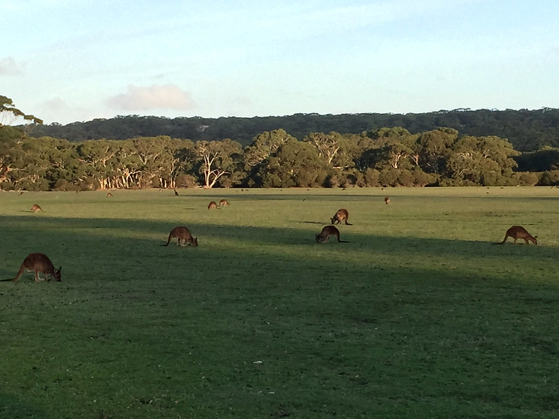 kangaroos grazing in sunset