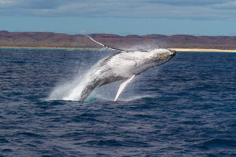 Whale Watch tours are a favour for many family travellers.