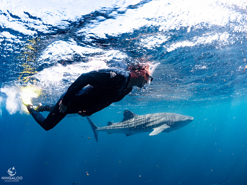 Swimming next to a beautiful Whale Shark is an once in a lifetime experience you never forget.