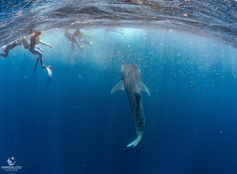 The Whale Sharks at Ningaloo Reef are peaceful and gentle creates, though up to 18 metres long!