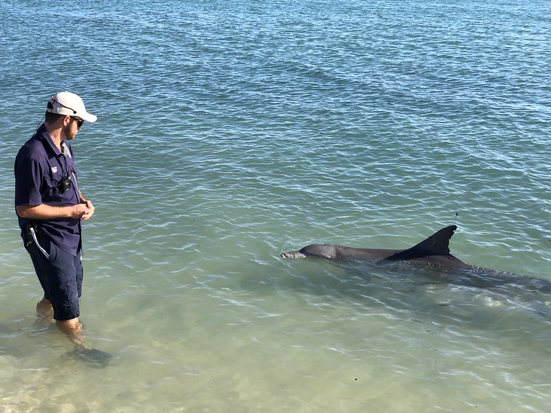 Monkey Mia is famous for the wild dolphins swimming onto the beach and meeting the guides - with a fish or two!