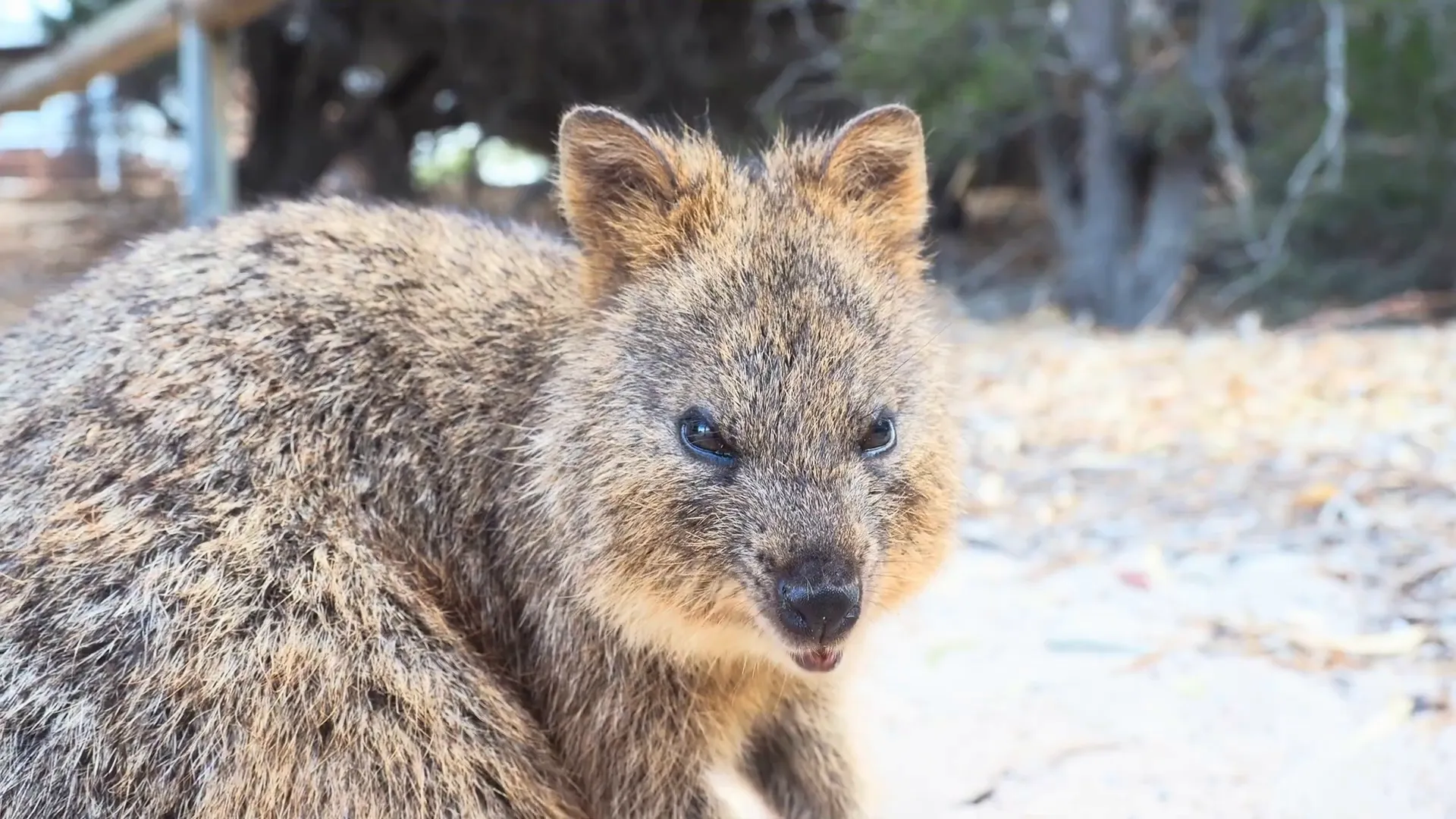 Rottnest Island beach and quokka