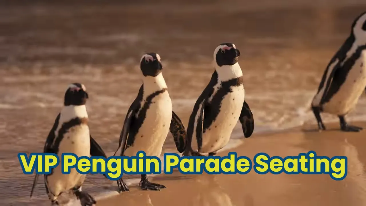 Evening penguin parade viewing area with guided commentary