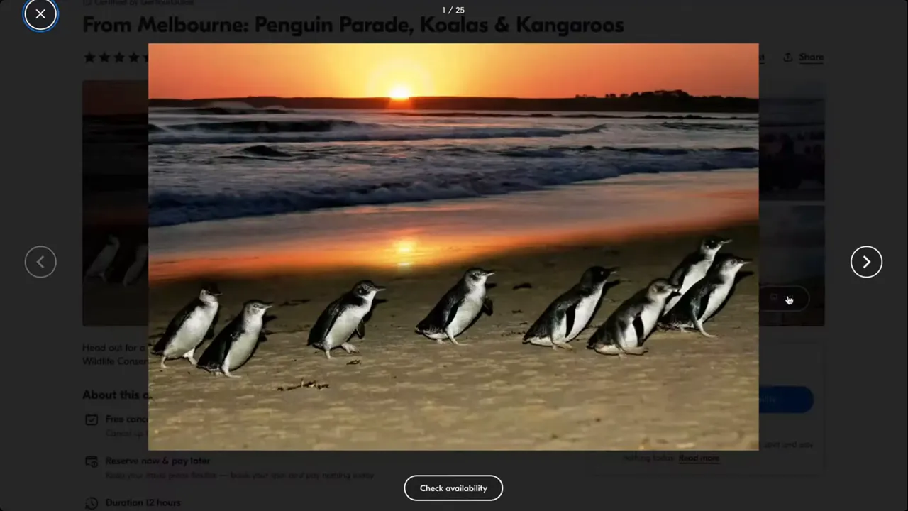 Little penguins emerging from the sea at sunset