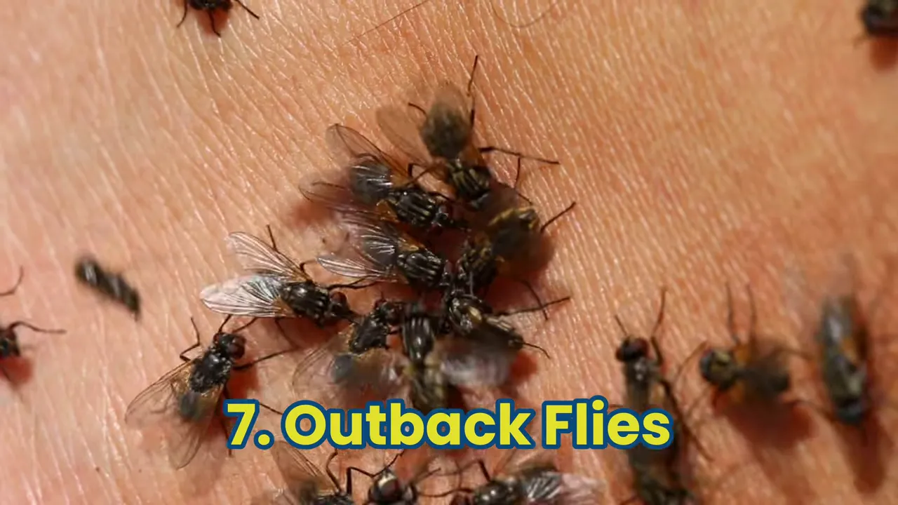 Close-up of many small flies clustered on skin with on-screen title '7. Outback Flies'